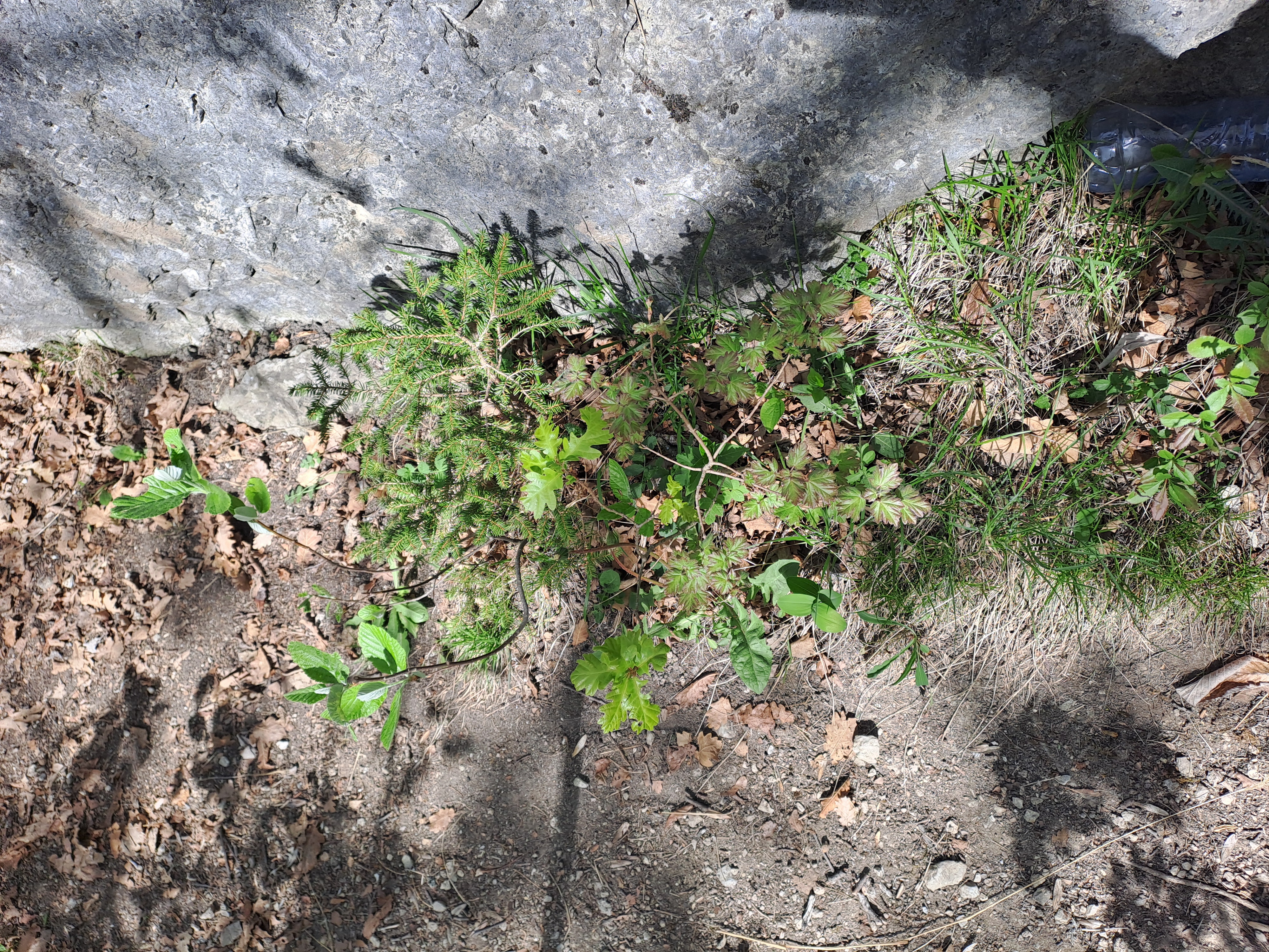 Micro-forêt une création spontanée 